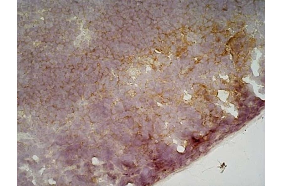 Immunohistochemistry - Anti-CD19 Antibody [6D5] (A279481) - Antibodies.com