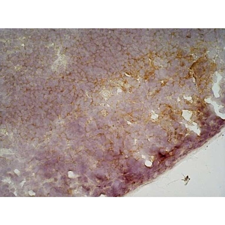Immunohistochemistry - Anti-CD19 Antibody [6D5] (A279481) - Antibodies.com