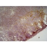 Immunohistochemistry - Anti-CD19 Antibody [6D5] (A279481) - Antibodies.com