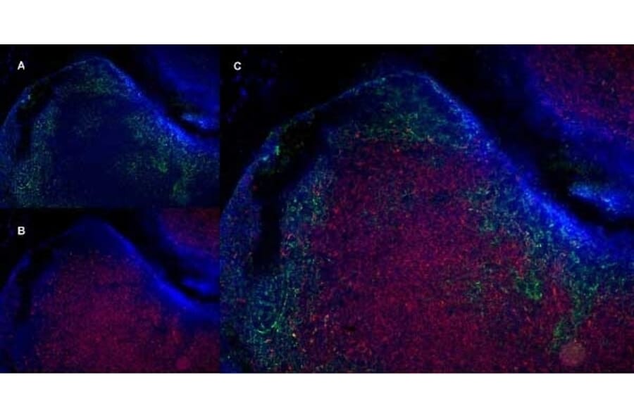 Immunofluorescence  - Anti-CD19 Antibody [6D5] (A279481) - Antibodies.com