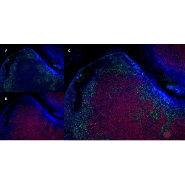 Immunofluorescence  - Anti-CD19 Antibody [6D5] (A279481) - Antibodies.com