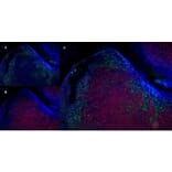 Immunofluorescence  - Anti-CD19 Antibody [6D5] (A279481) - Antibodies.com