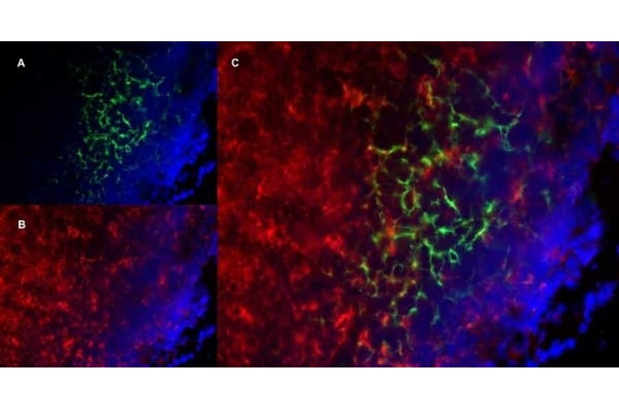 Immunofluorescence  - Anti-CD19 Antibody [6D5] (A279481) - Antibodies.com
