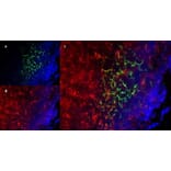 Immunofluorescence  - Anti-CD19 Antibody [6D5] (A279481) - Antibodies.com