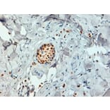 Immunohistochemistry - Anti-Estrogen Receptor alpha Antibody [6F11] (A279486) - Antibodies.com