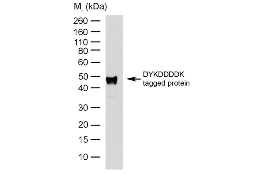 Western Blot - Anti-DYKDDDDK Tag Antibody [6F7] (HRP) (A279489) - Antibodies.com