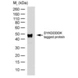 Western Blot - Anti-DYKDDDDK Tag Antibody [6F7] (HRP) (A279489) - Antibodies.com
