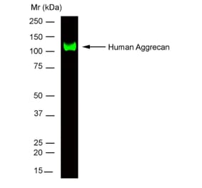 SDS-PAGE - Anti-Aggrecan Antibody [7D4] (A279519) - Antibodies.com