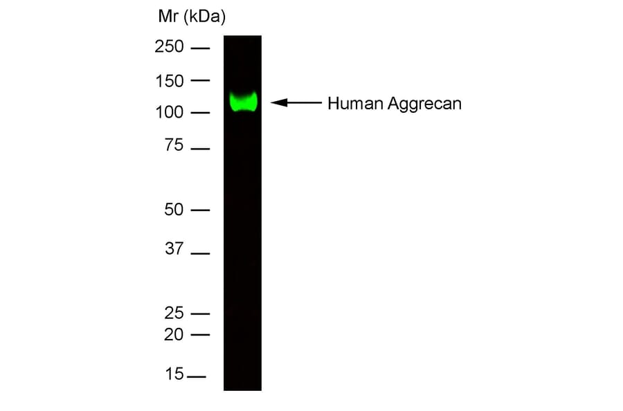 SDS-PAGE - Anti-Aggrecan Antibody [7D4] (A279519) - Antibodies.com