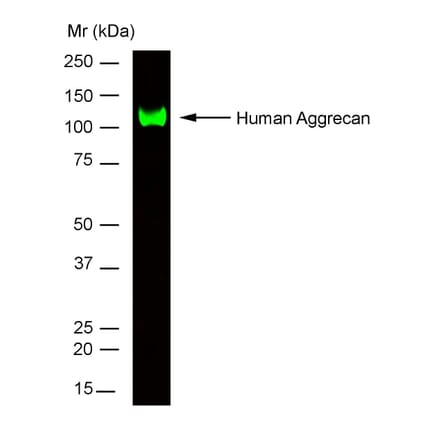 SDS-PAGE - Anti-Aggrecan Antibody [7D4] (A279519) - Antibodies.com