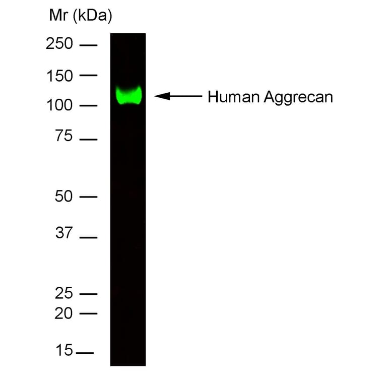 SDS-PAGE - Anti-Aggrecan Antibody [7D4] (A279519) - Antibodies.com