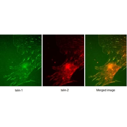 SDS-PAGE - Anti-Talin 1 Antibody [97H6] (A279556) - Antibodies.com