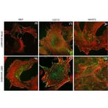 Immunohistochemistry - Anti-Talin 1 Antibody [97H6] (A279556) - Antibodies.com