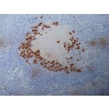 Immunohistochemistry - Anti-Progesterone Antibody [9B4] (A279565) - Antibodies.com