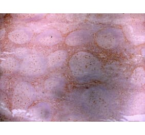 Immunohistochemistry - Anti-LRP1 Antibody [A2Mr alpha-2] (A279602) - Antibodies.com