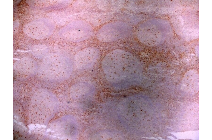 Immunohistochemistry - Anti-LRP1 Antibody [A2Mr alpha-2] (A279602) - Antibodies.com