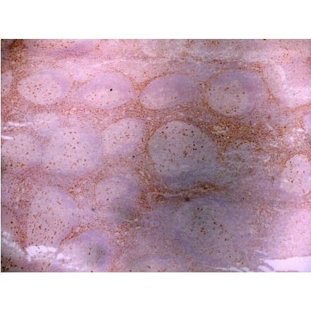 Immunohistochemistry - Anti-LRP1 Antibody [A2Mr alpha-2] (A279602) - Antibodies.com