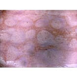 Immunohistochemistry - Anti-LRP1 Antibody [A2Mr alpha-2] (A279602) - Antibodies.com
