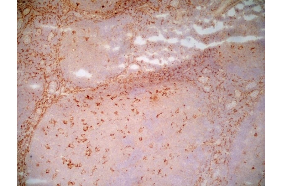 Immunohistochemistry - Anti-LRP1 Antibody [A2Mr alpha-2] (A279602) - Antibodies.com