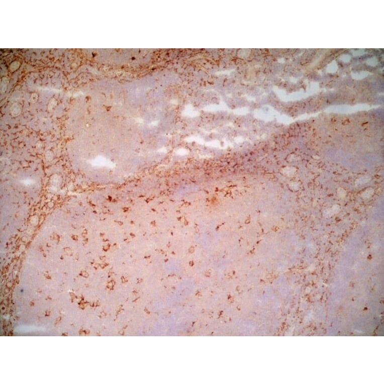 Immunohistochemistry - Anti-LRP1 Antibody [A2Mr alpha-2] (A279602) - Antibodies.com