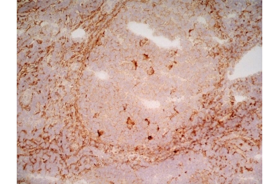 Immunohistochemistry - Anti-LRP1 Antibody [A2Mr alpha-2] (A279602) - Antibodies.com
