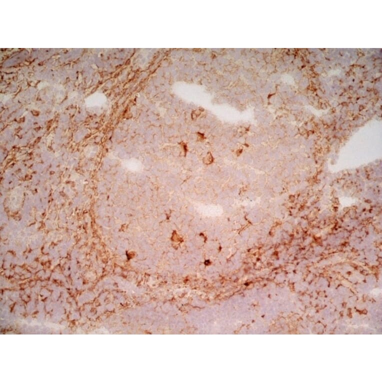Immunohistochemistry - Anti-LRP1 Antibody [A2Mr alpha-2] (A279602) - Antibodies.com