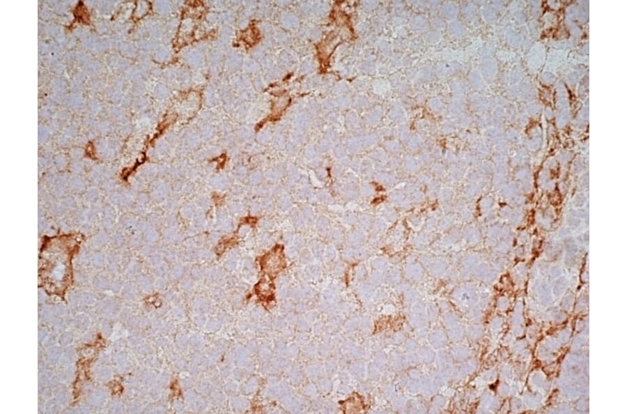Immunohistochemistry - Anti-LRP1 Antibody [A2Mr alpha-2] (A279602) - Antibodies.com