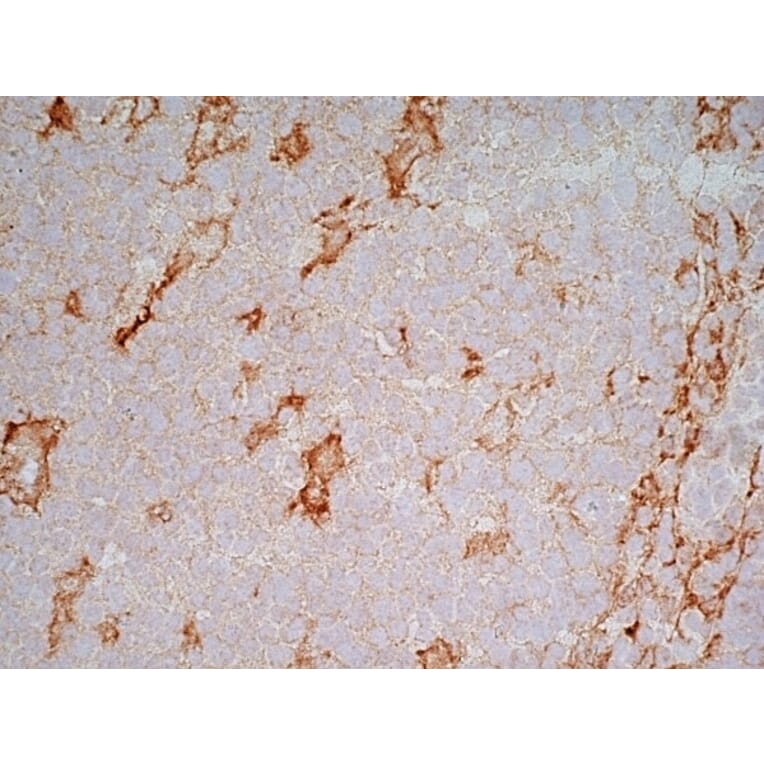 Immunohistochemistry - Anti-LRP1 Antibody [A2Mr alpha-2] (A279602) - Antibodies.com