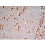 Immunohistochemistry - Anti-LRP1 Antibody [A2Mr alpha-2] (A279602) - Antibodies.com