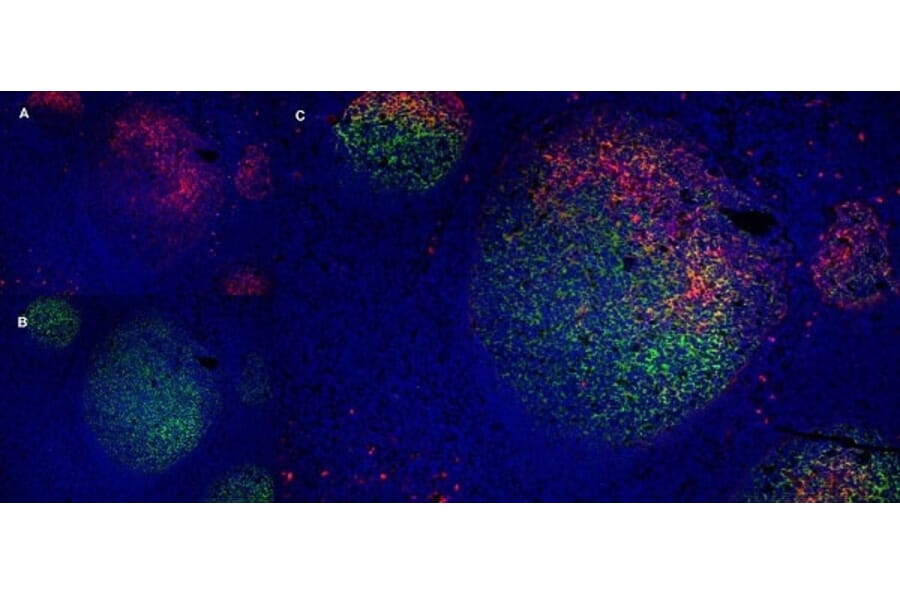 Immunofluorescence  - Anti-LRP1 Antibody [A2Mr alpha-2] (A279602) - Antibodies.com
