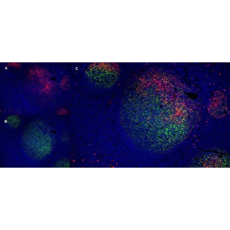 Immunofluorescence  - Anti-LRP1 Antibody [A2Mr alpha-2] (A279602) - Antibodies.com
