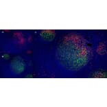 Immunofluorescence  - Anti-LRP1 Antibody [A2Mr alpha-2] (A279602) - Antibodies.com