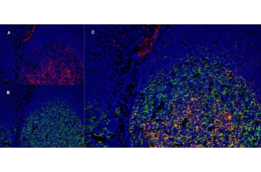 Immunofluorescence  - Anti-LRP1 Antibody [A2Mr alpha-2] (A279602) - Antibodies.com