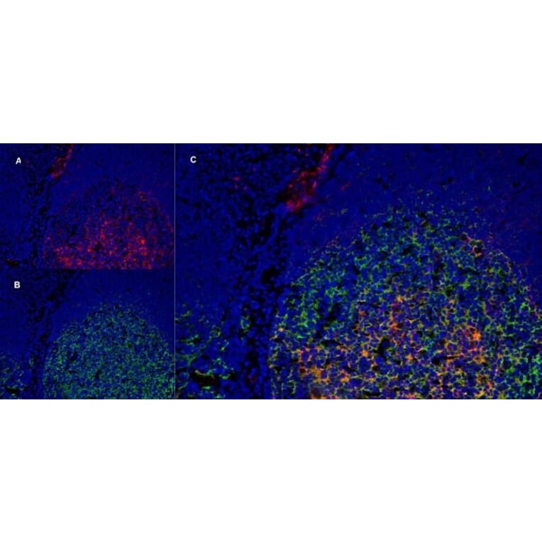 Immunofluorescence  - Anti-LRP1 Antibody [A2Mr alpha-2] (A279602) - Antibodies.com