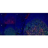 Immunofluorescence  - Anti-LRP1 Antibody [A2Mr alpha-2] (A279602) - Antibodies.com