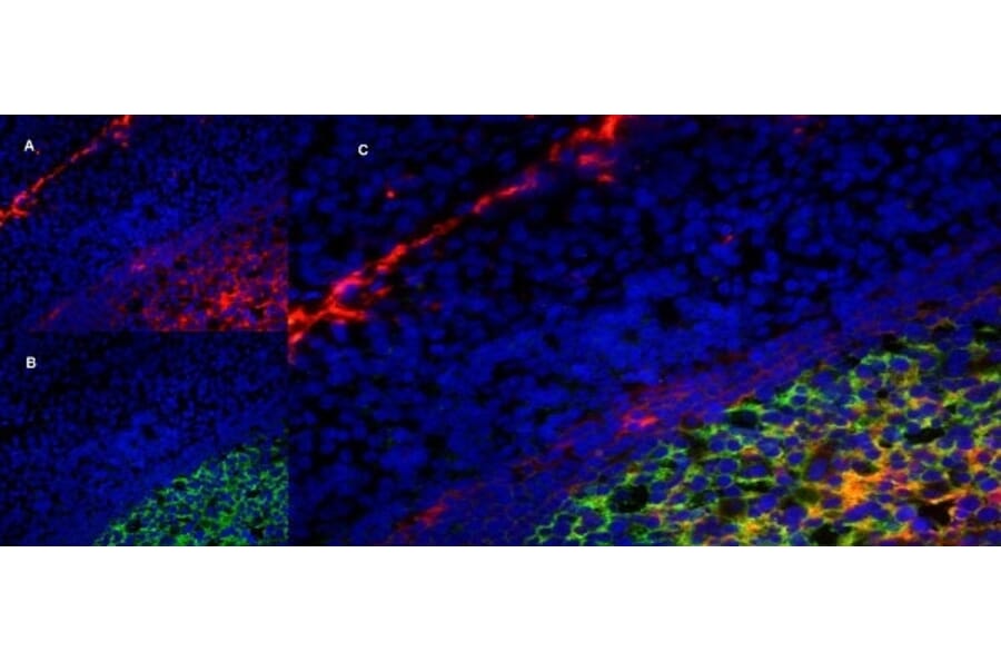 Immunofluorescence  - Anti-LRP1 Antibody [A2Mr alpha-2] (A279602) - Antibodies.com