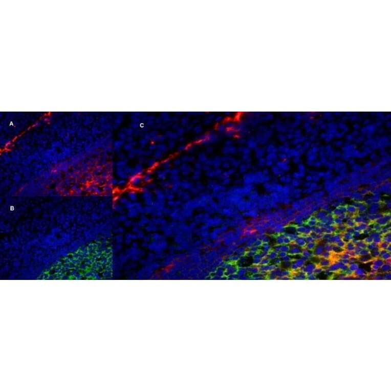 Immunofluorescence  - Anti-LRP1 Antibody [A2Mr alpha-2] (A279602) - Antibodies.com