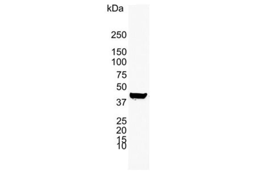 Western Blot - Anti-Cytokeratin 19 Antibody [A53-B/A2] (A279607) - Antibodies.com