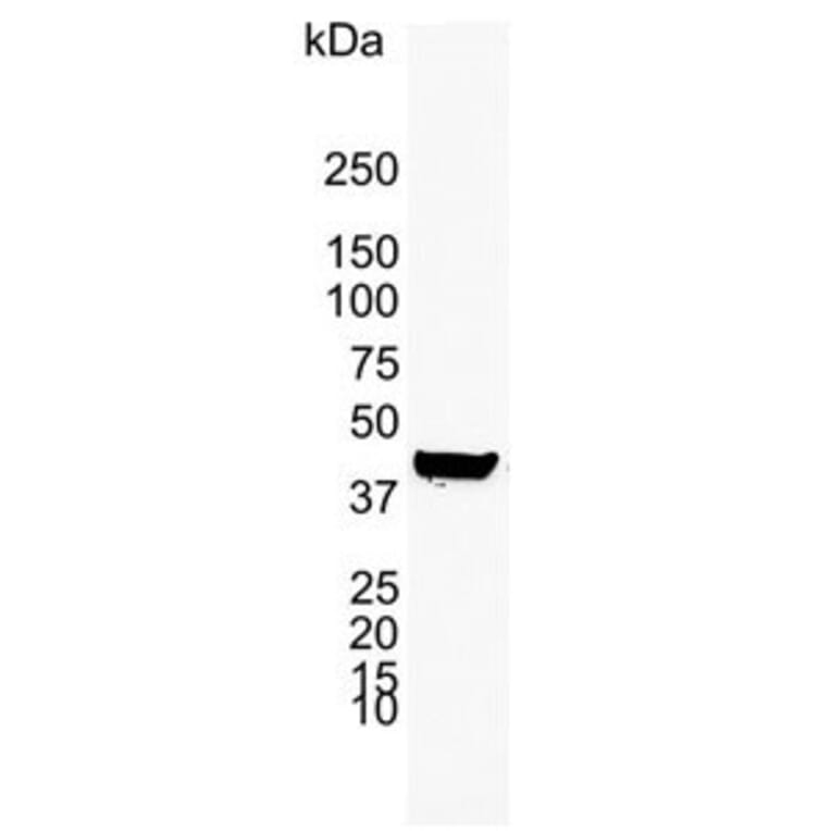 Western Blot - Anti-Cytokeratin 19 Antibody [A53-B/A2] (A279607) - Antibodies.com