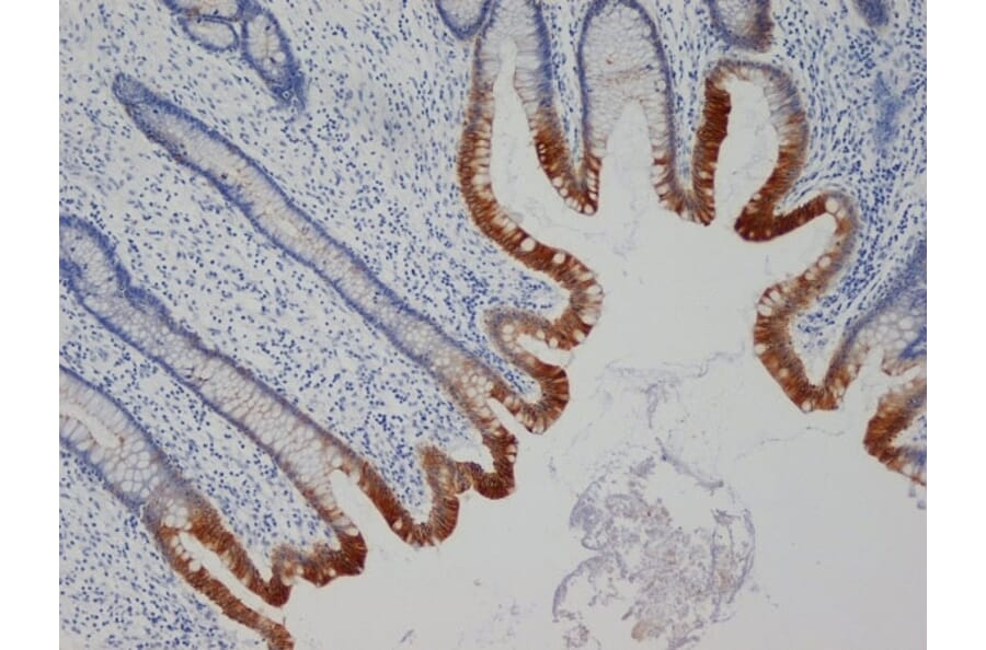 Flow Cytometry - Anti-Cytokeratin 19 Antibody [A53-B/A2] (A279607) - Antibodies.com