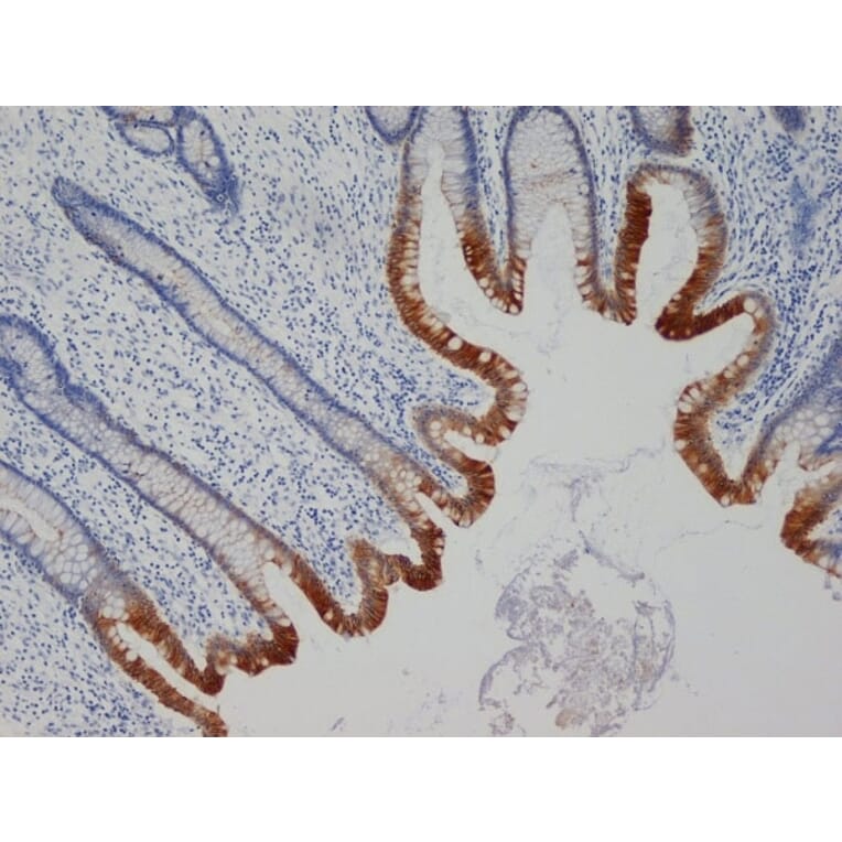 Flow Cytometry - Anti-Cytokeratin 19 Antibody [A53-B/A2] (A279607) - Antibodies.com