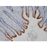 Flow Cytometry - Anti-Cytokeratin 19 Antibody [A53-B/A2] (A279607) - Antibodies.com