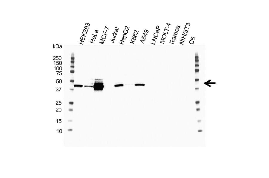 Western Blot - Anti-Cytokeratin 19 Antibody [A53-B/A2] (A279607) - Antibodies.com