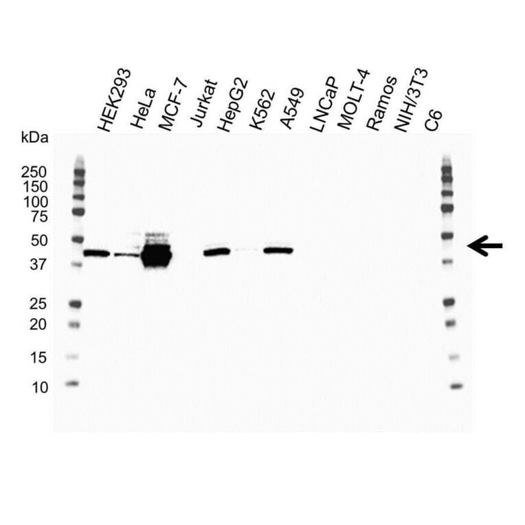 Western Blot - Anti-Cytokeratin 19 Antibody [A53-B/A2] (A279607) - Antibodies.com