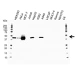 Western Blot - Anti-Cytokeratin 19 Antibody [A53-B/A2] (A279607) - Antibodies.com