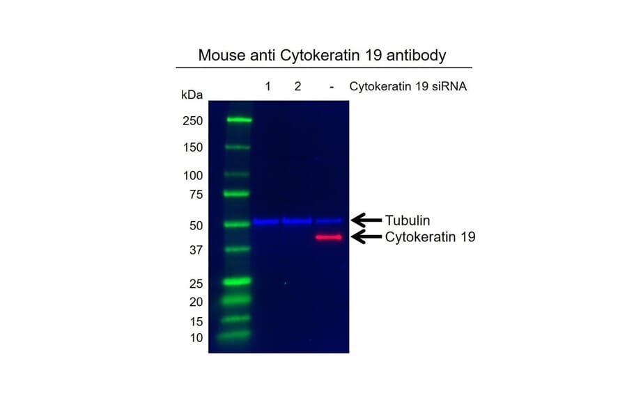 Western Blot - Anti-Cytokeratin 19 Antibody [A53-B/A2] (A279607) - Antibodies.com