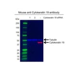 Western Blot - Anti-Cytokeratin 19 Antibody [A53-B/A2] (A279607) - Antibodies.com