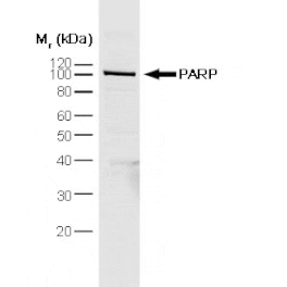Flow Cytometry - Anti-PARP1 Antibody [A6.4.12] (A279609) - Antibodies.com