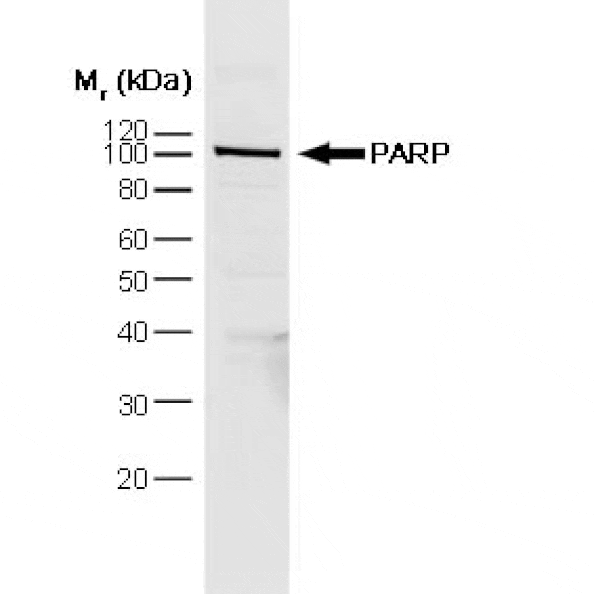 Flow Cytometry - Anti-PARP1 Antibody [A6.4.12] (A279609) - Antibodies.com