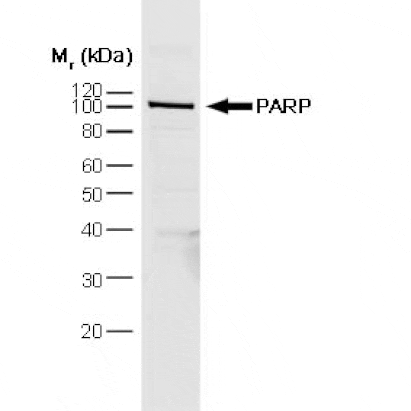 Flow Cytometry - Anti-PARP1 Antibody [A6.4.12] (A279609) - Antibodies.com